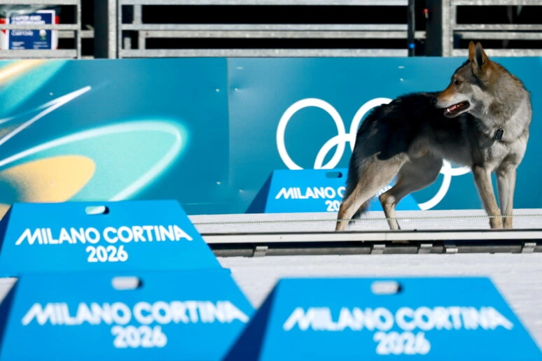Milano Cortina: sulla pista di Tesero un cane 'scatta' sul rettilineo del fondo