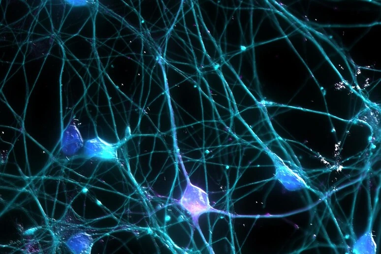 In una mappa genetica i cambiamenti del cervello che invecchia