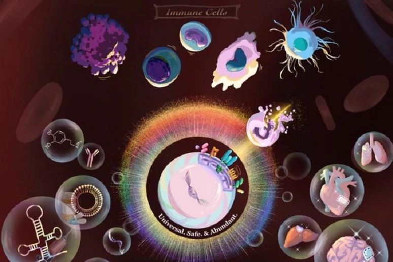 Cellule staminali mascherate per sfuggire al il rischio di rigetto