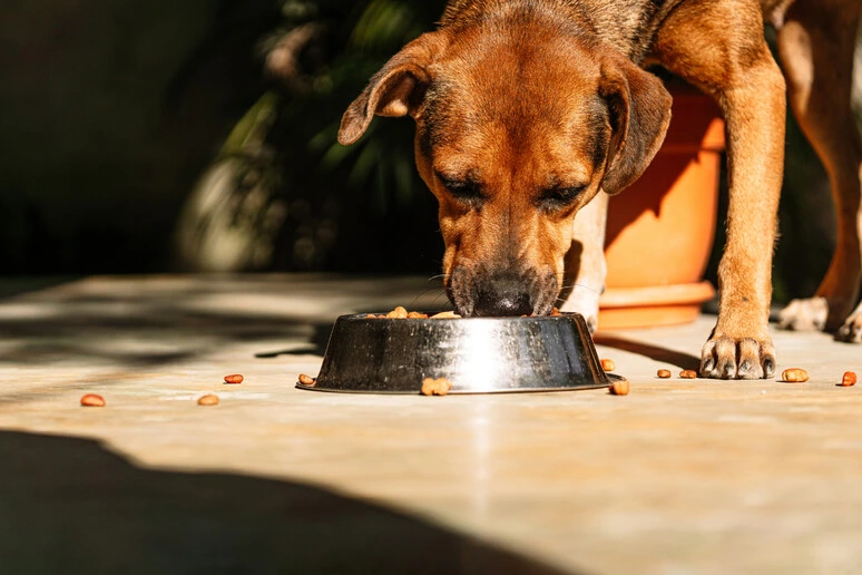 Aflatossine nelle crocchette per cani Radames, avviso di richiamo del ministero