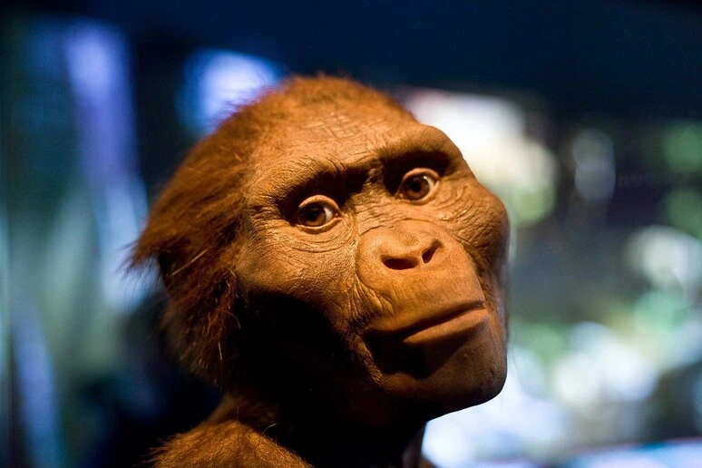 L'australopiteca Lucy aveva un cugino come vicino di casa