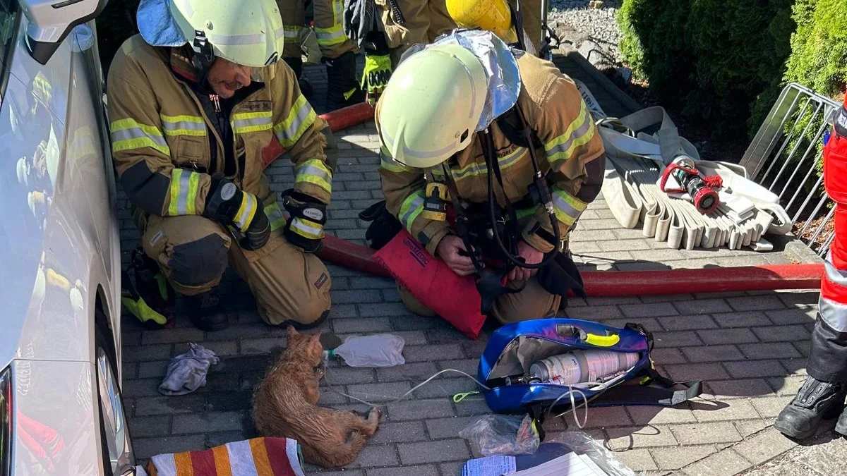 100.000 Euro Schaden: Katzen schalten Herd an und lösen Brand aus