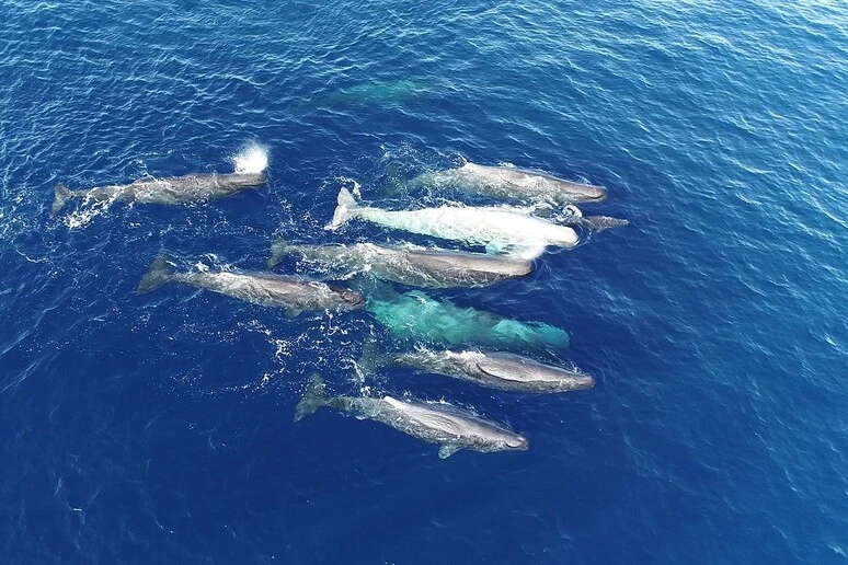 I dialetti dei capodogli del Mediterraneo evolvono nel tempo