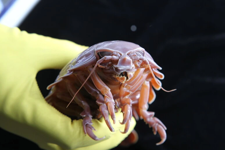Crostacei giganti possono sopravvivere per 5 anni senza mangiare