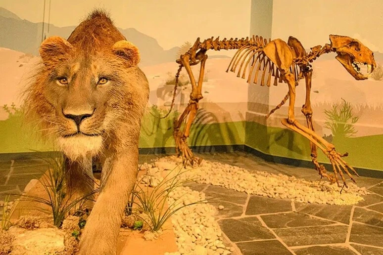 Così un leone delle caverne guarì da un frattura 190mila anni fa