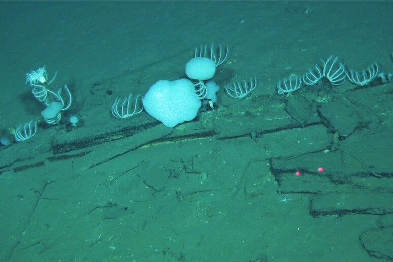 Una necropoli delle balene che ha oltre 5 milioni di anni