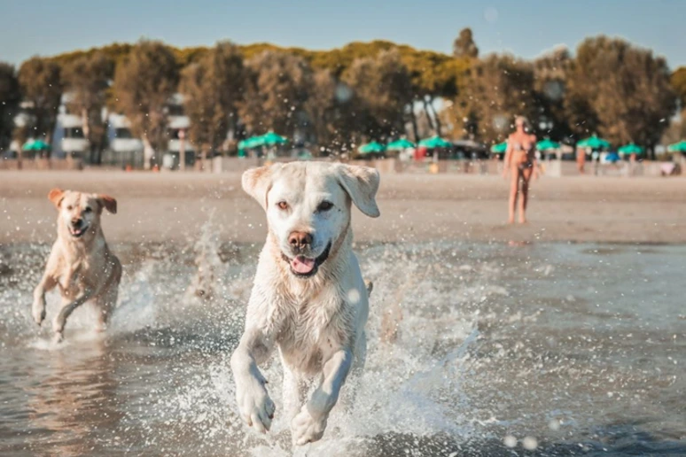 Da Grado a Vienna dove l'ospitalità pet-friendly fa sul serio