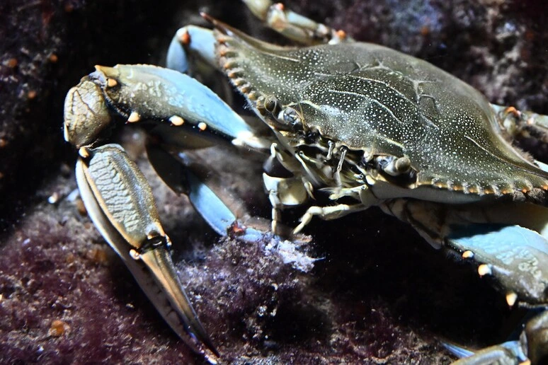 Il caldo soffoca cozze e vongole mentre il granchio blu si moltiplica senza sosta