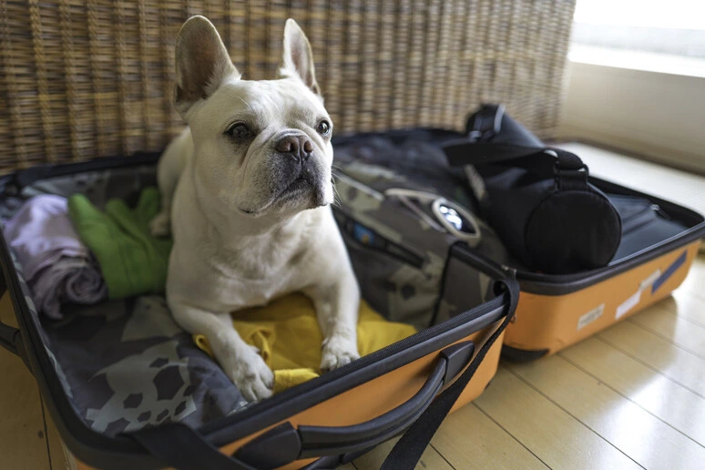 La giornata del cane tra viaggi e fiere specializzate