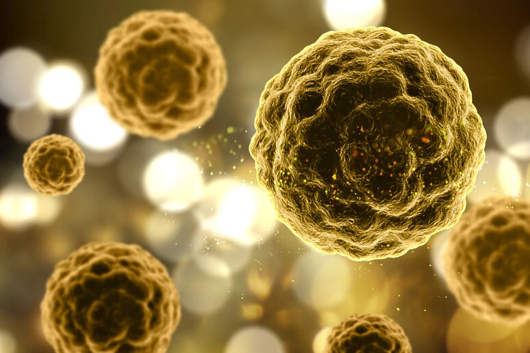 Cellule zombie nell'organismo che invecchia