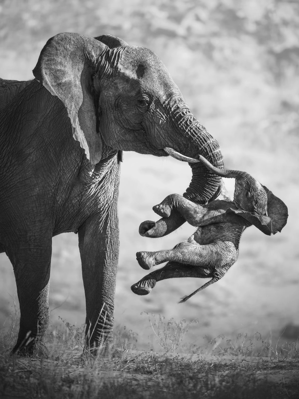 A grieving female elephant carrying a stillborn baby: Federico Veronesi’s best photograph