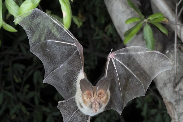 Riscritta l'evoluzione dei pipistrelli, è iniziata in Europa 65 milioni di anni fa
