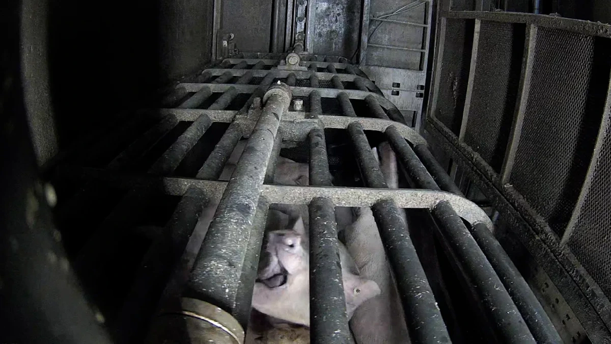 Tönnies-Schlachthof: Video zeigt Todeskampf von Schweinen