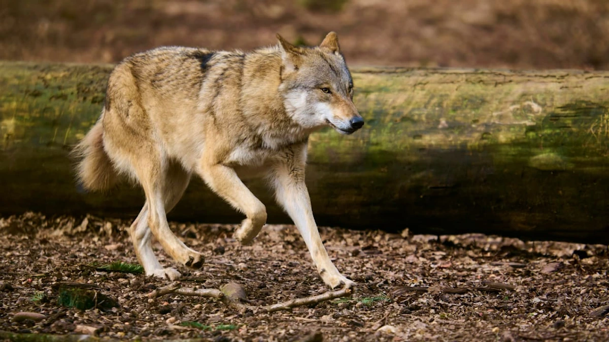 Wolf in Hamburg: Behörde prüft Fotos nach mehreren Sichtungen