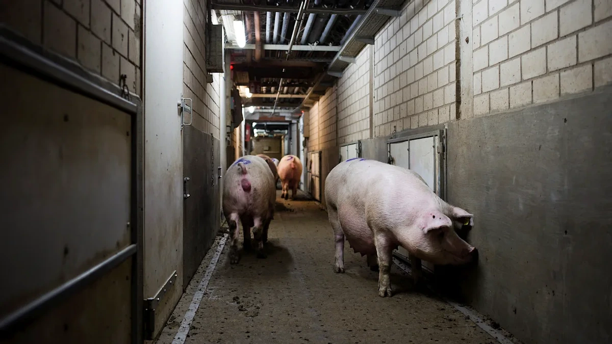 Riesiger deutscher Schweinezüchter meldet Insolvenz an
