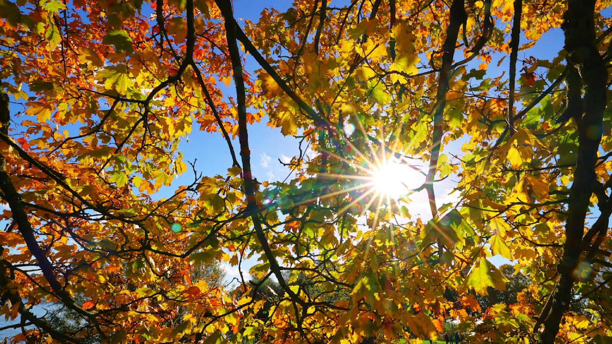 Bis 21 Grad in Deutschland: Der goldene Herbst meldet sich zurück